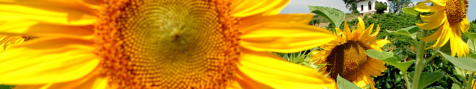 Großaufnahme einer Sonnnblume ©Feuerbach